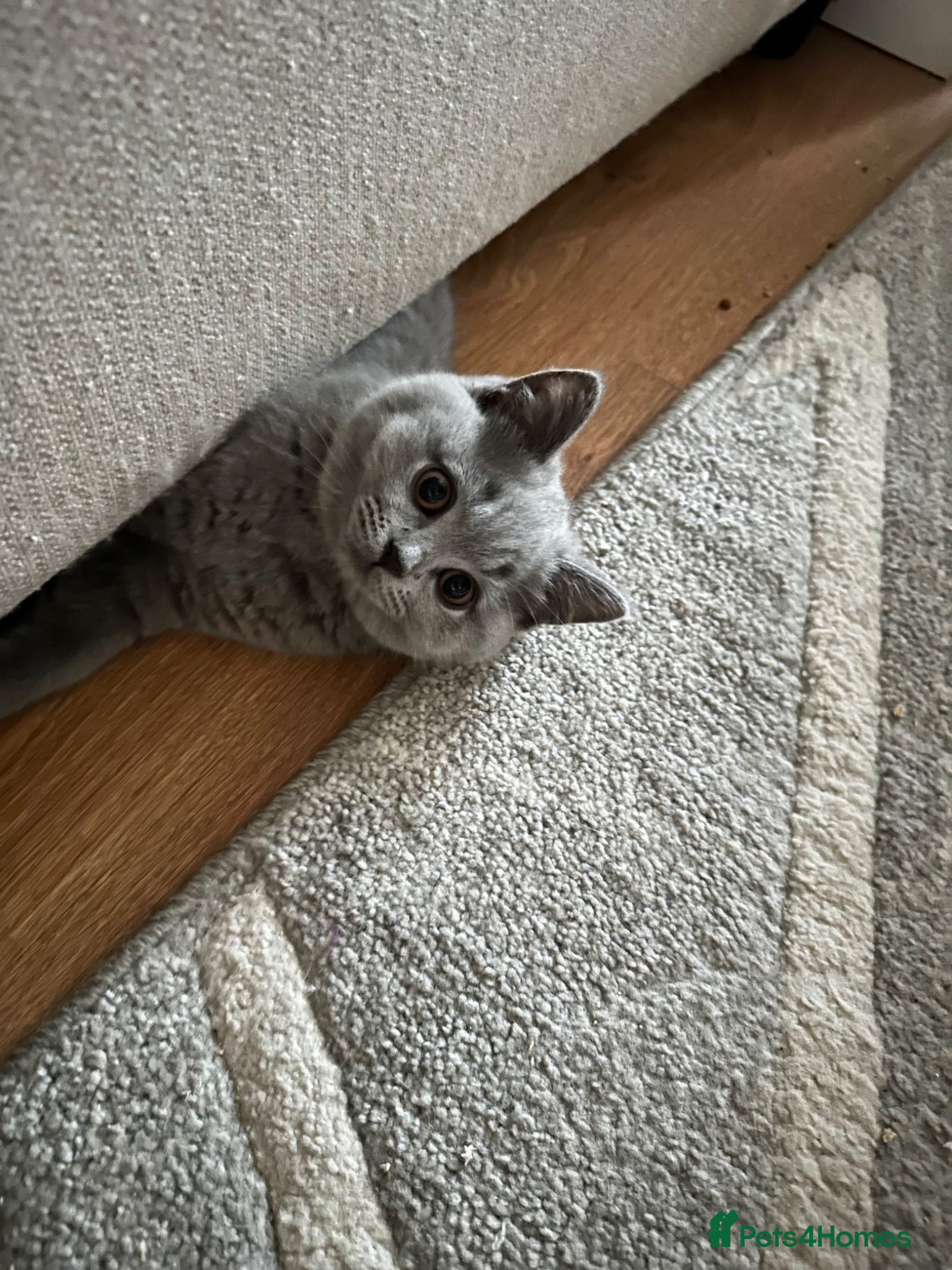 British Shorthair cats Beautiful GCCF ready to leave  - Advert 1