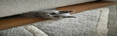Mili