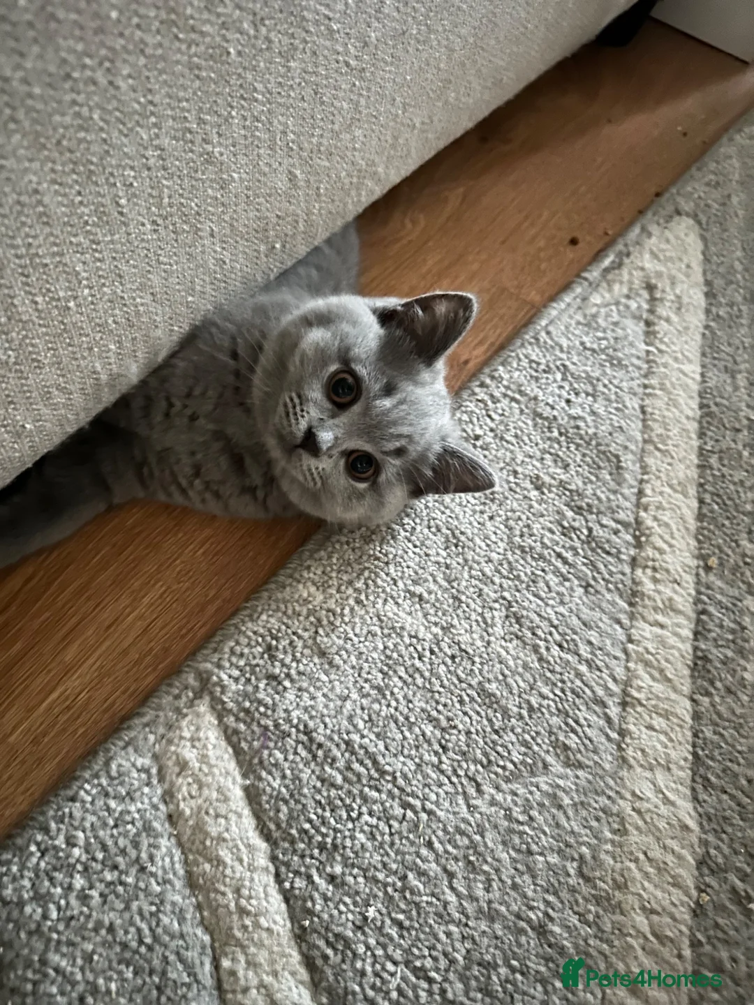British Shorthair cats for sale: Beautiful GCCF ready to leave  - Advert 1