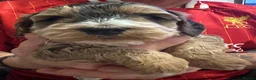 Cockapoo dogs for sale: Sable cockapoos, health tested parents  in Mansfield - Advert 10