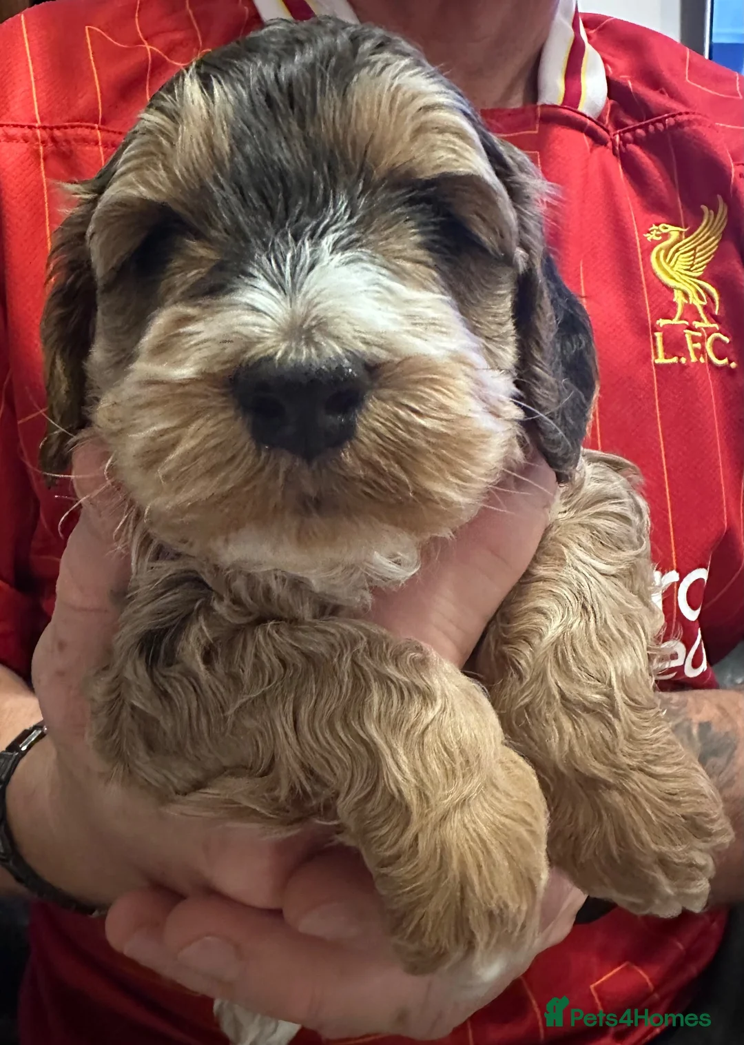 Cockapoo dogs for sale: Sable cockapoos, health tested parents  in Mansfield - Advert 10