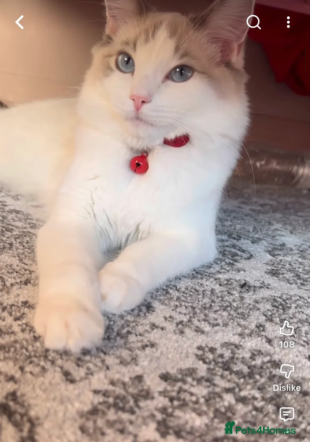 Ragdoll cats for sale: ragdoll  - Advert 5
