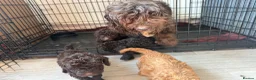 Cockapoo dogs for sale: F1B Cockapoo - Advert 6