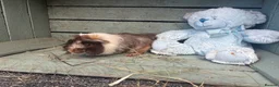 Guinea Pig rodents for sale: Please help rehome these boys - Advert 6