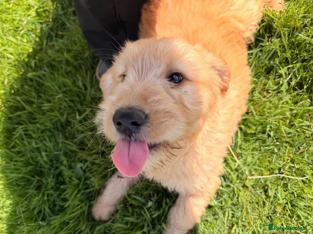 Goldendoodle dogs for sale: gorgeous golden doodle puppies - Advert 5