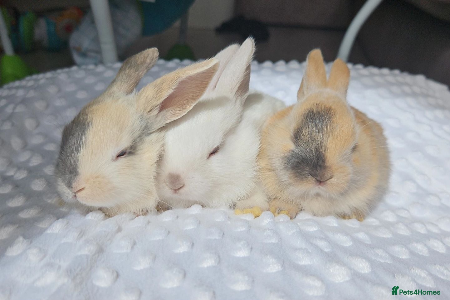 Mini Lop rabbits Beautiful mini lop bunnies - Advert 2