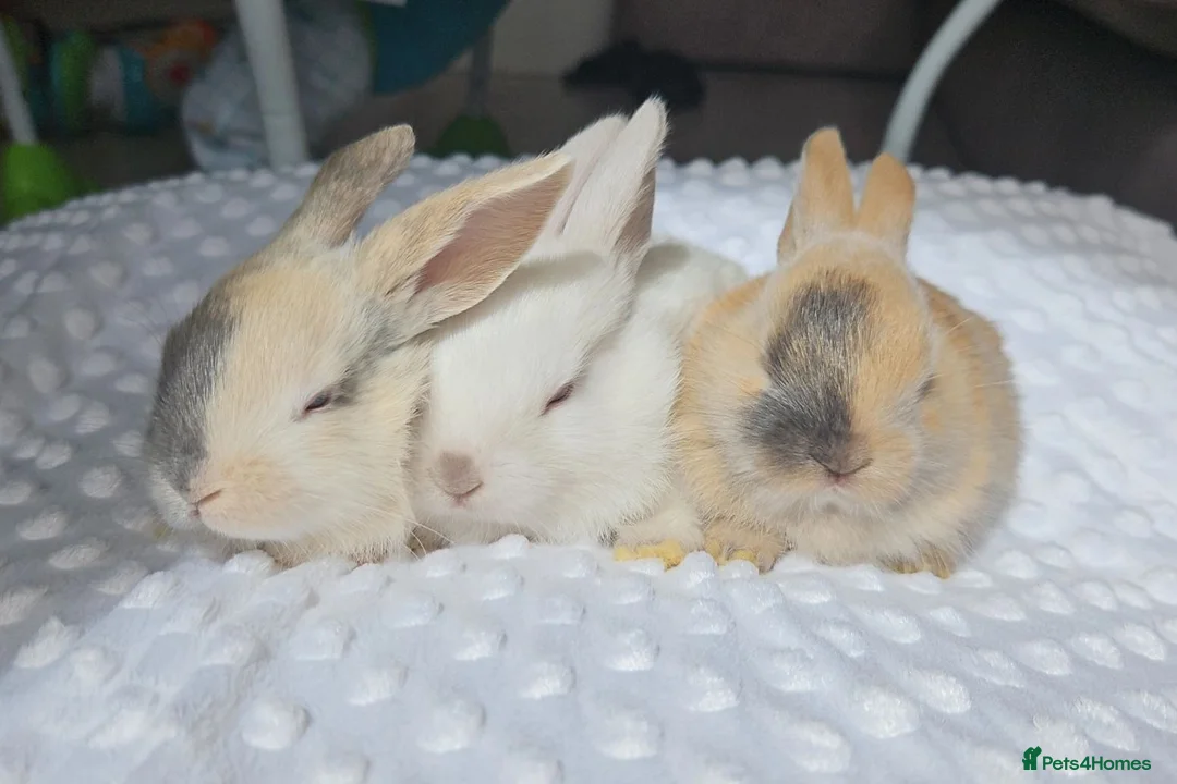 Mini Lop rabbits for sale: Beautiful mini lop bunnies - Advert 2