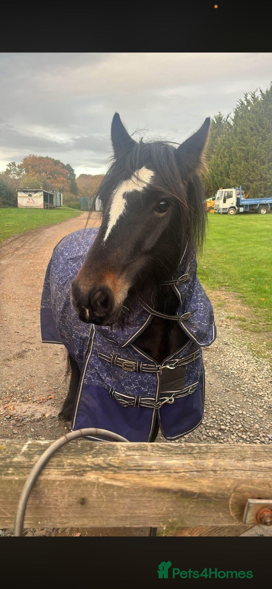 Irish Cob horses Cob mare 13.3 for sale - Advert 2