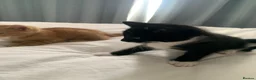 Domestic Shorthair cats for sale: Beautiful domestic shorthair kittens  - Advert 5
