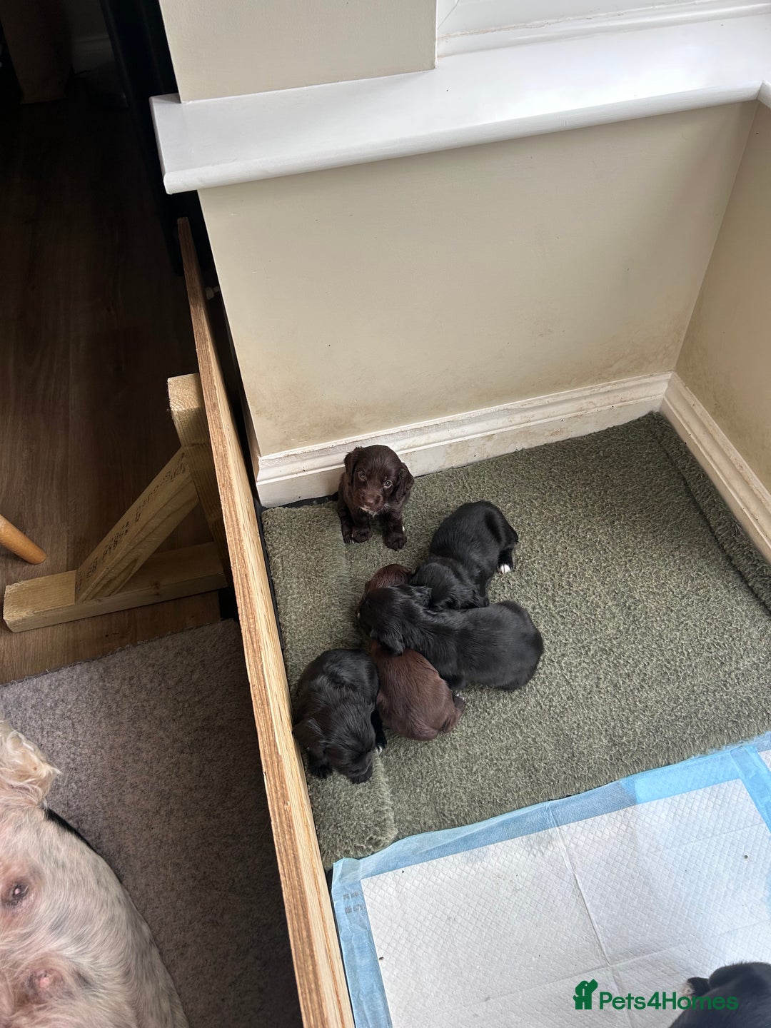 Sprocker dogs for sale: Sprocker spaniels F1 Ready 2nd October - Image 6