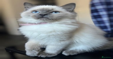 Ragdoll cats - Advert 1