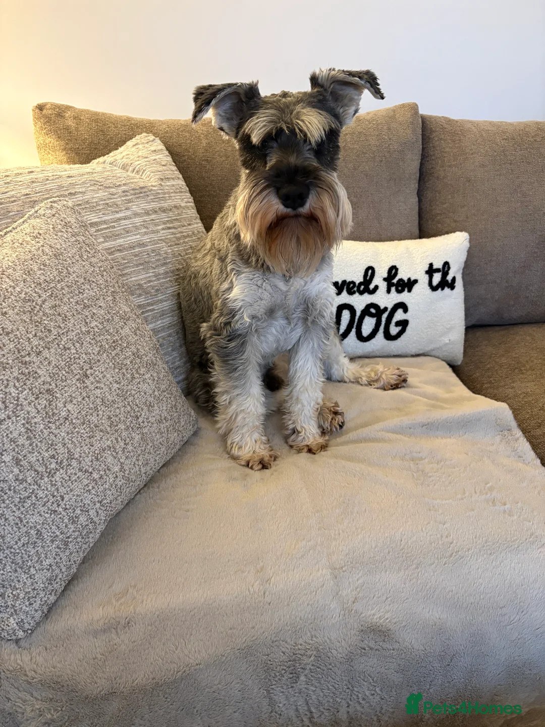 Miniature Schnauzer dogs for sale: Miniature Schnauzer  - Advert 1
