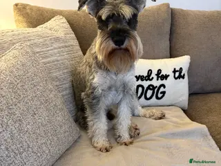 Miniature Schnauzer dogs Miniature Schnauzer - Advert 2