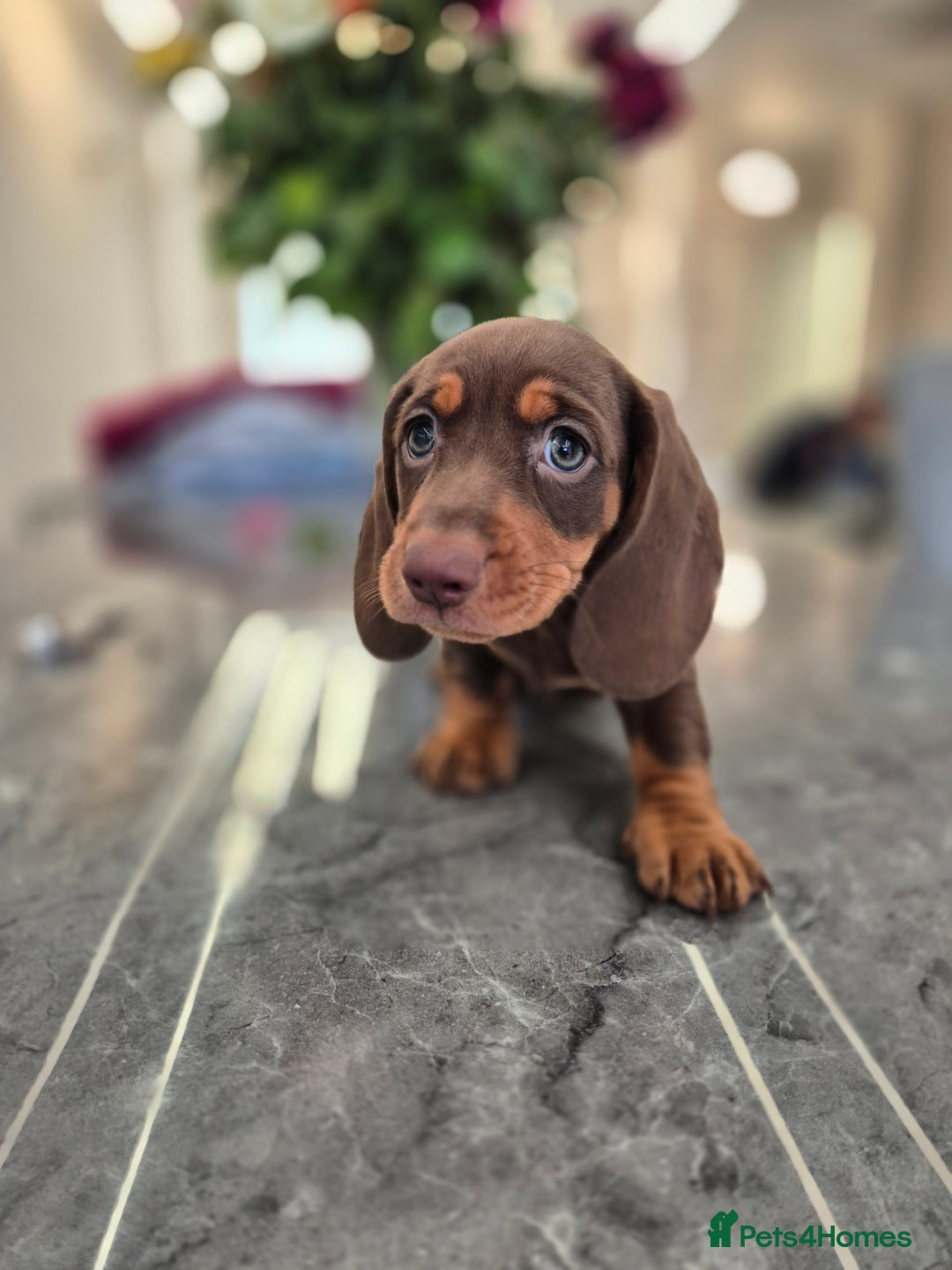 Dachshund dogs for sale: READY TO LEAVE Miniature dachshund puppies PRA CLR - Image 21