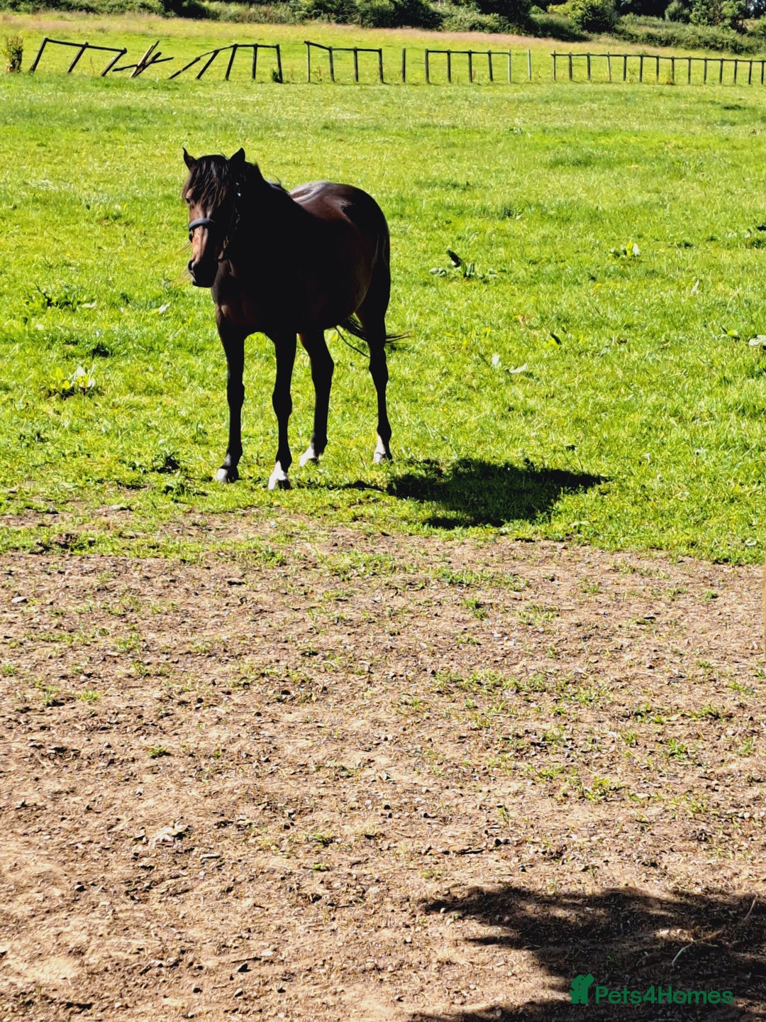 English Thoroughbred horses for sale: Bay mare 15h - Advert 4