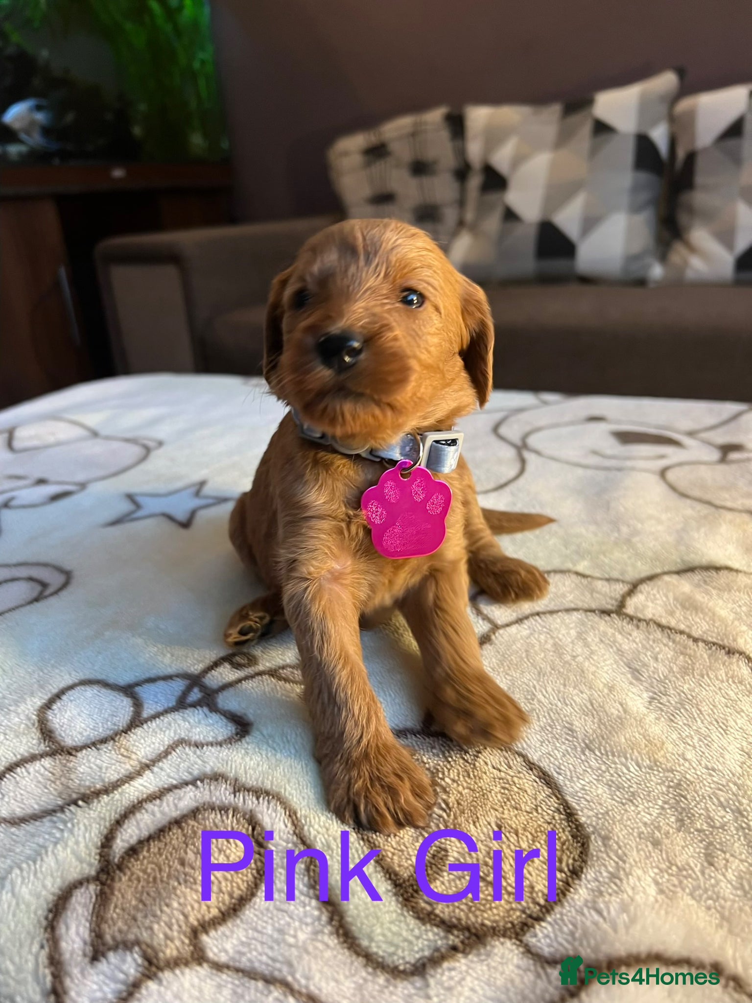 Labradoodle dogs Labradoodle Fox Red♥️Health Check - Advert 2