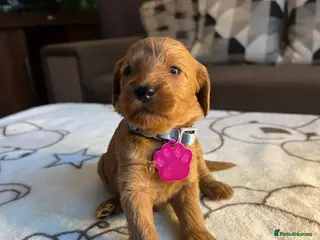 Labradoodle dogs Labradoodle Fox Red♥️Health Check - Advert 2