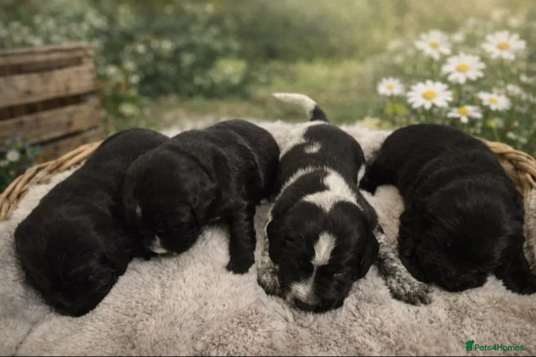 Mixed Breed dogs for sale: show cocker x pups - Advert 4