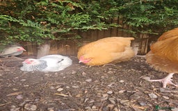 Chickens poultry for sale: SMALL FLOCK FOR SALE - Advert 3