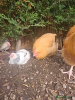 Chickens poultry SMALL FLOCK FOR SALE - Advert 2