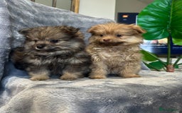 Pomeranian dogs for sale: Pomeranian Puppies BEAUTIFUL Ready Now  - Image 10