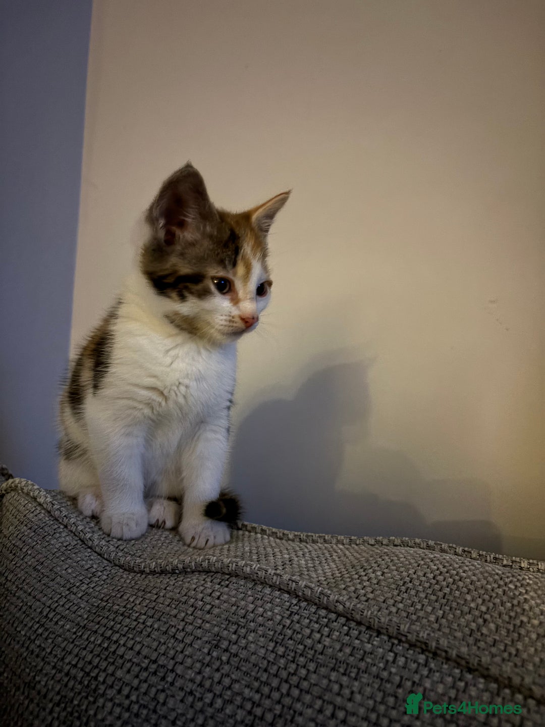 Mixed Breed cats for sale: 2 playful, confident kittens ready for new home  - Advert 2