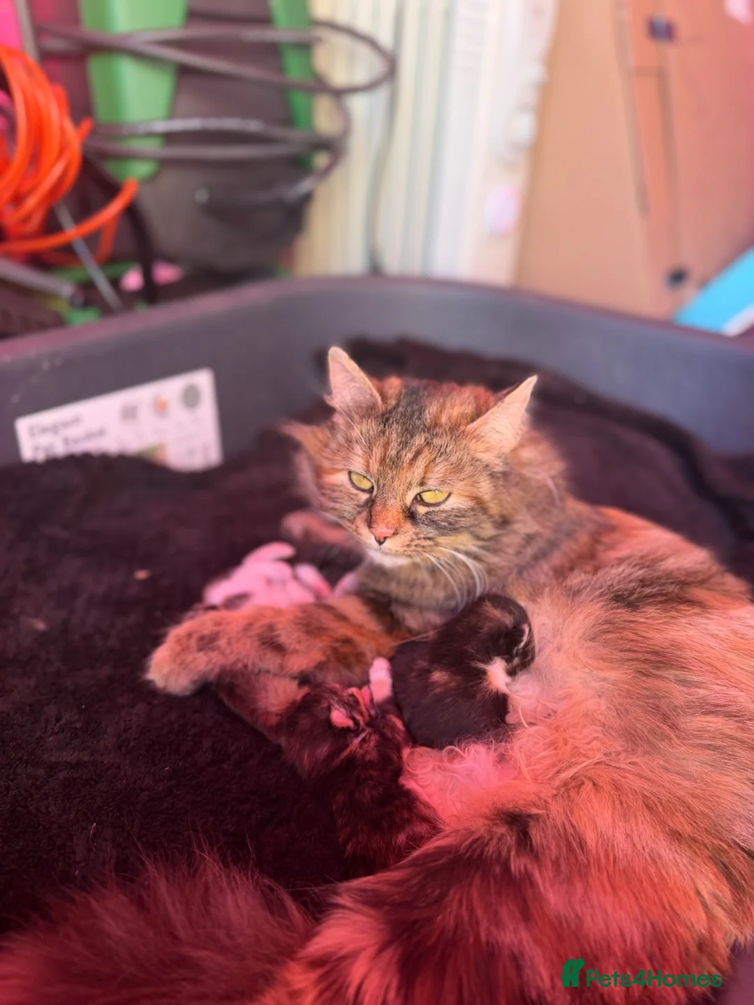 Mixed Breed cats for sale: Kittens for sale  - Advert 2