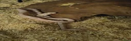Corn Snake reptiles for sale: CB26 Avalanche Corn Snake (viv optional) in Ringwood - Advert 3