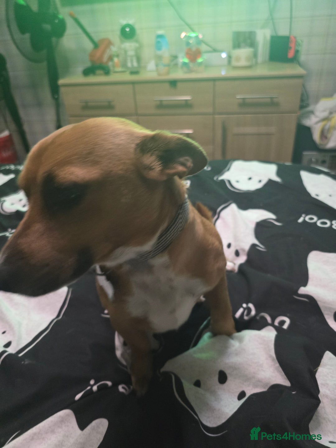 Mixed Breed dogs for sale: Jack Russell terrier x - Image 3