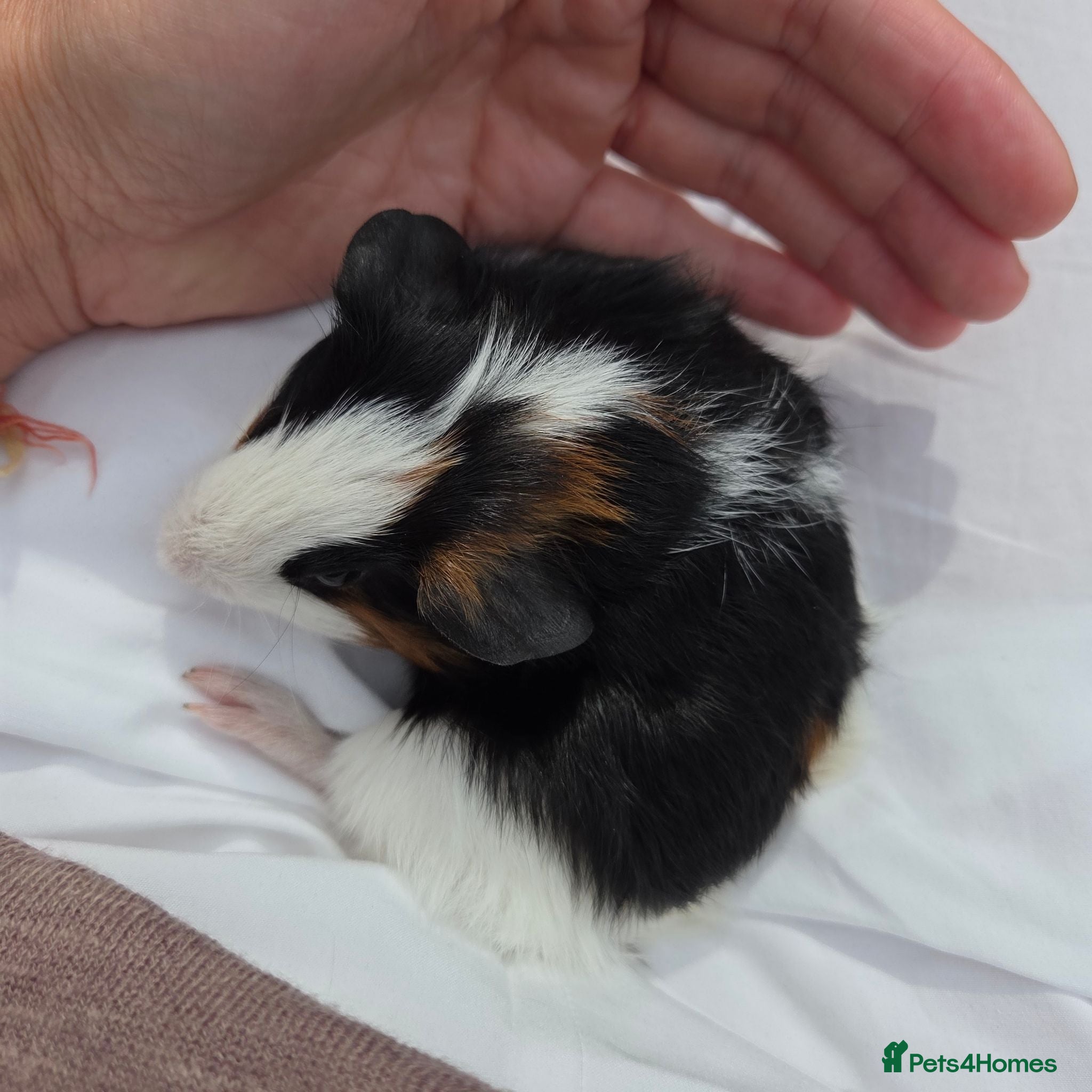 Guinea Pig rodents Guinea pigs  - Advert 1