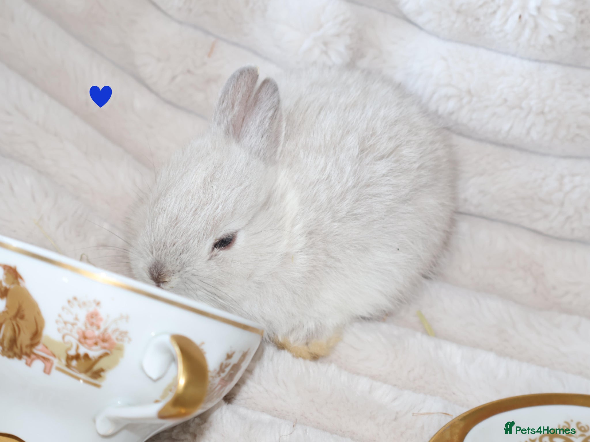 Netherland Dwarf rabbits 🐰 Netherland Dwarf Rabbits for Sale 🐰 - Advert 2