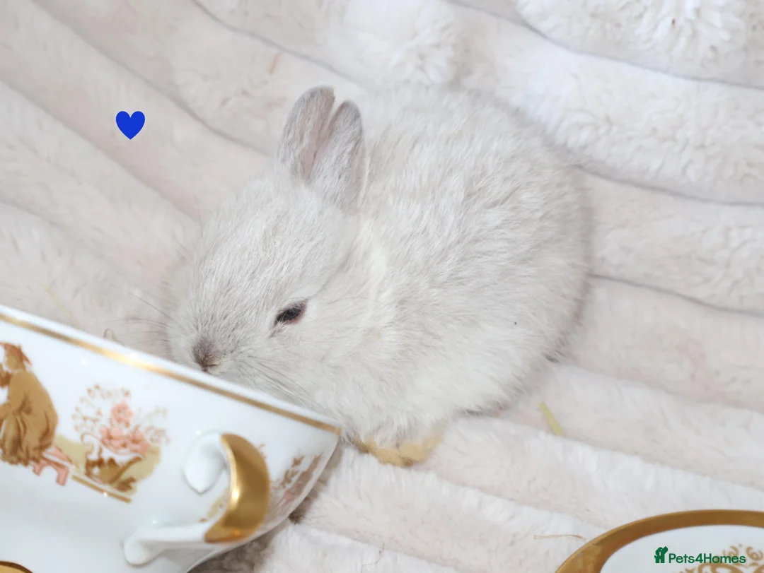 Netherland Dwarf rabbits for sale: 🐰 Netherland Dwarf Rabbits for Sale 🐰 in Southall - Advert 2