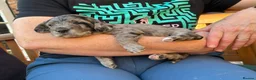 Labradoodle dogs for sale: Mini Labradoodles F1: Black & Blue Merle  in Thirsk - Advert 24