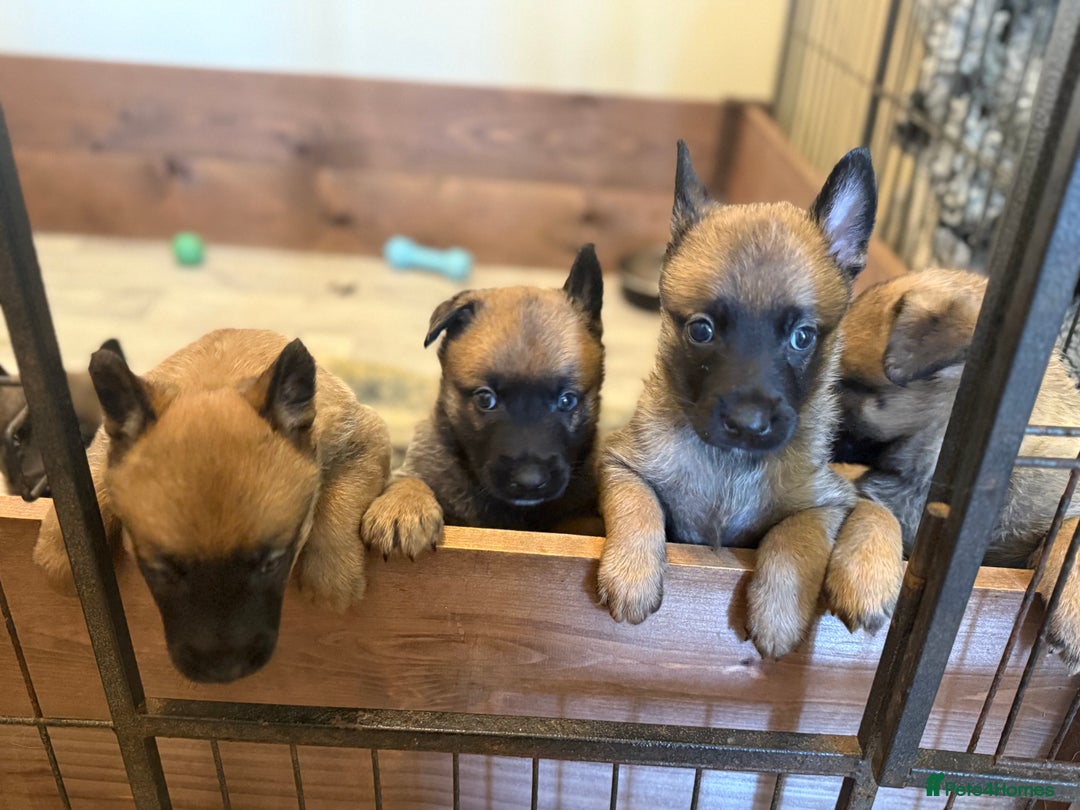 Belgian Shepherd Dog dogs for sale: Top working line puppies  - Image 28