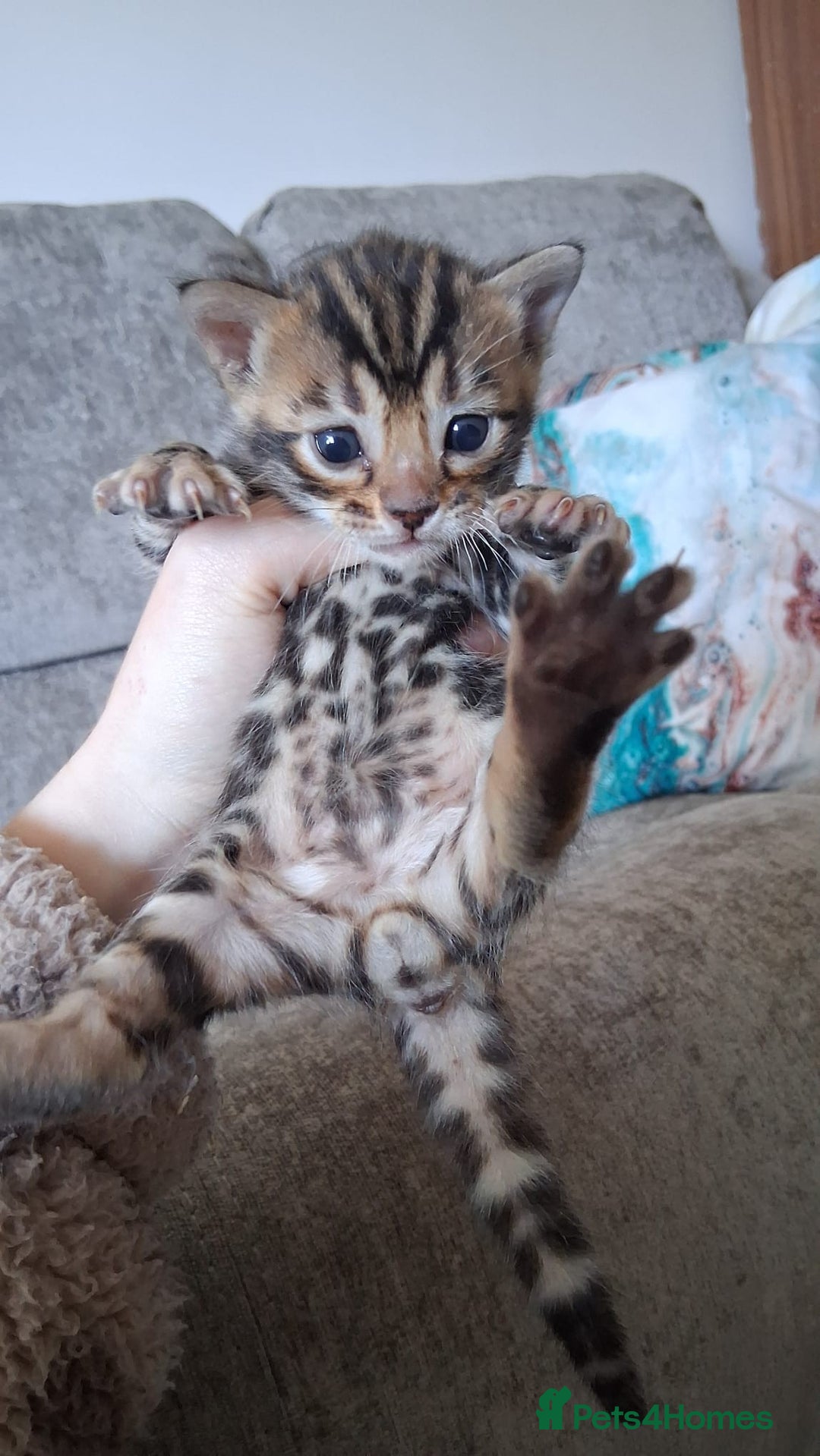 Bengal cats for sale: Brown Clouded Top Quality Bengals - Image 17