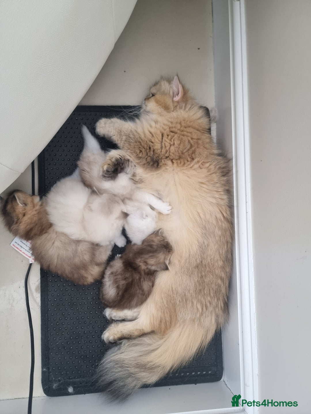 British Longhair cats for sale: BRITISH LONGHAIR READY TO LEAVE - Image 6