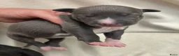 Whippet dogs for sale: Beautiful whippet puppies  - Advert 21