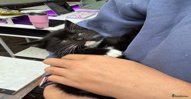 Mixed Breed cats Beautiful female kitten  - Advert 7