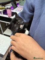 Mixed Breed cats Beautiful female kitten - Advert 4