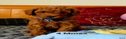 Toy Poodle dogs for sale: Toy Poodle  - Advert 33
