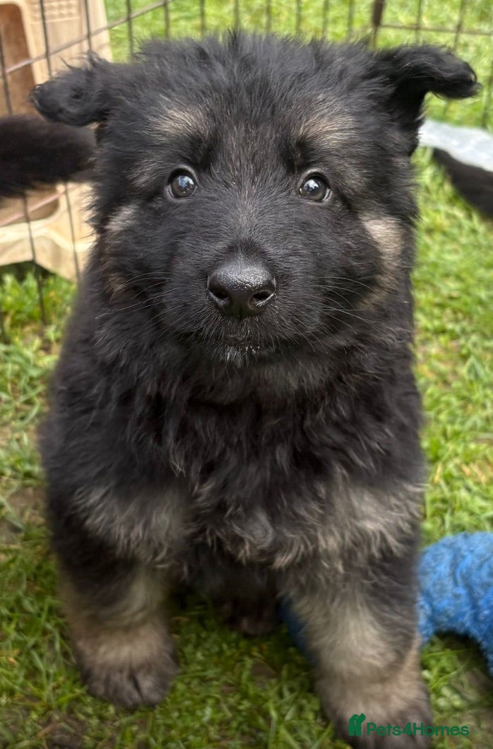 German Shepherd dogs KC German Shepherd puppies-Dad Rockforce Maverick - Advert 2