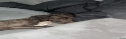 Cockapoo dogs for sale: Female cockerpoo  in Luton - Advert 2