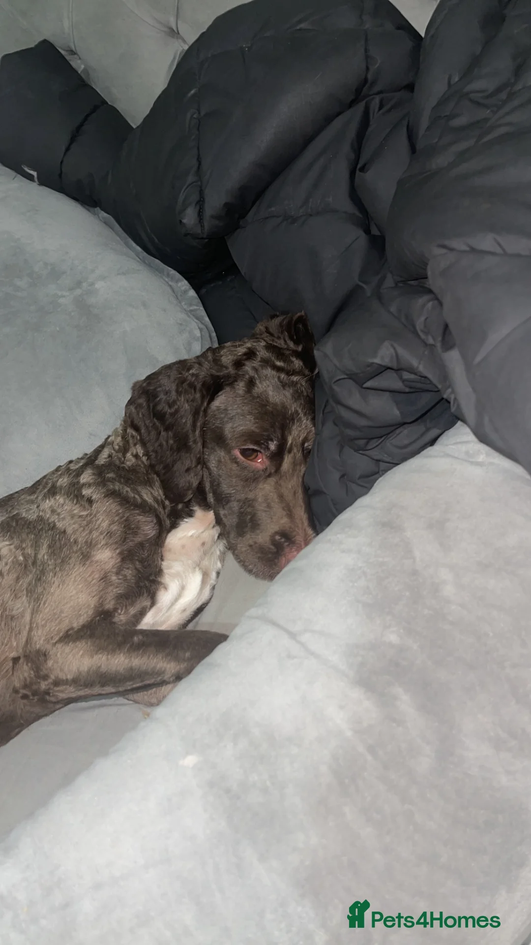 Cockapoo dogs for sale: Female cockerpoo  in Luton - Advert 2