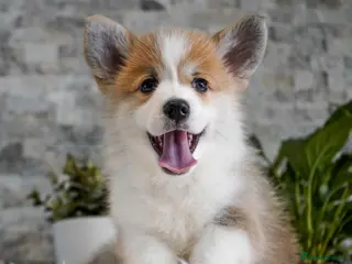 Welsh Corgi Pembroke dogs Welsh Corgi (Pembroke) - Advert 10