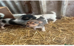 Jack Russell dogs for sale: Rare jack russell - Image 3