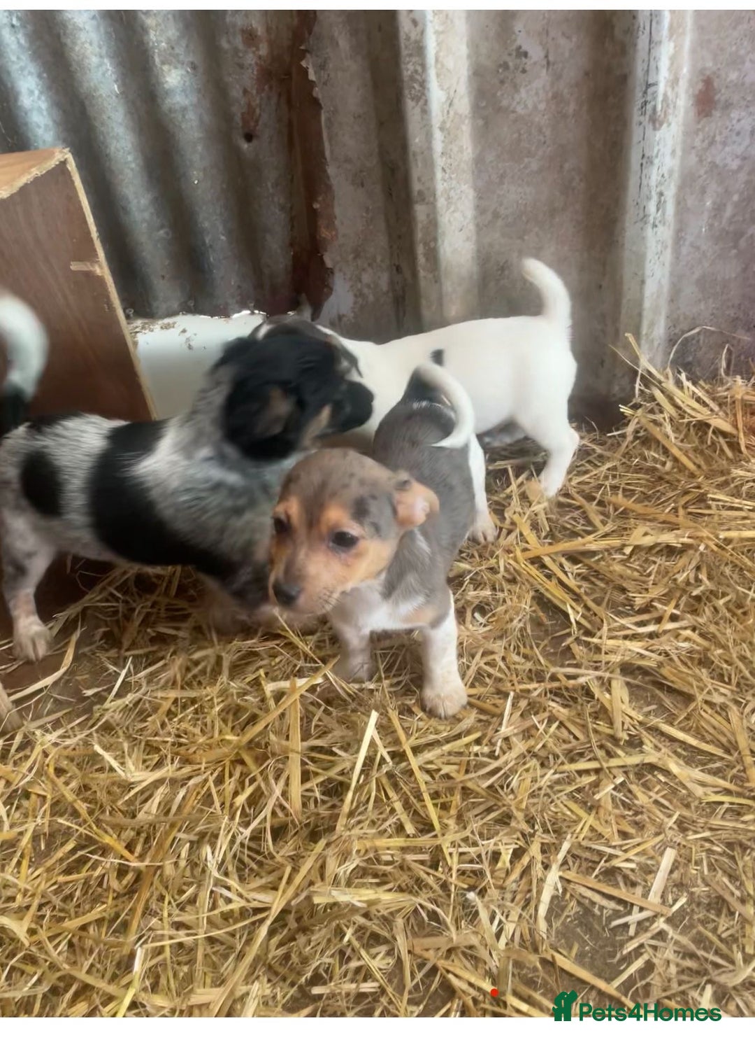 Jack Russell dogs for sale: Rare jack russell - Image 3