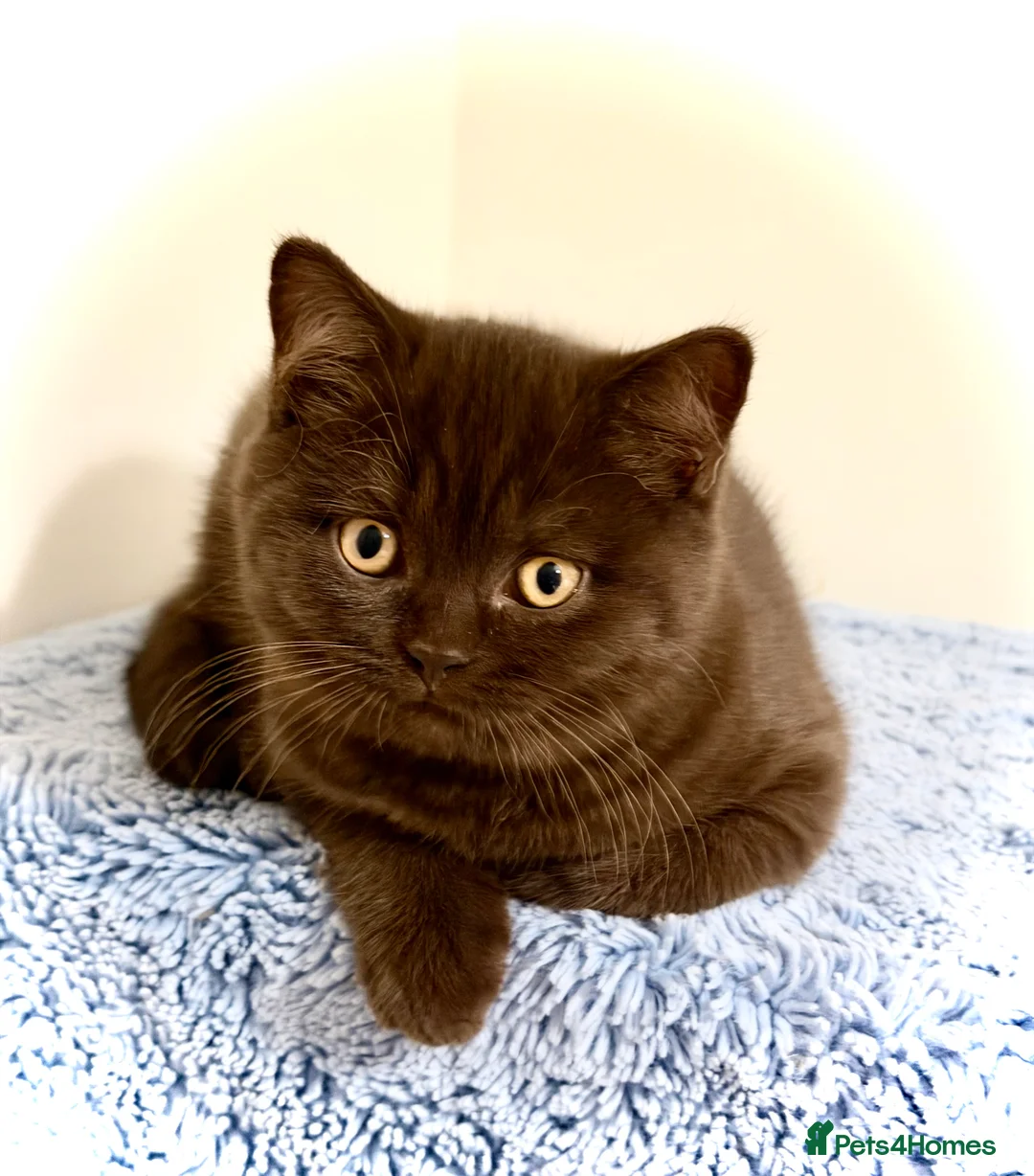 British Shorthair cats for sale: BSH chocolate boys TICA registration  - Advert 17