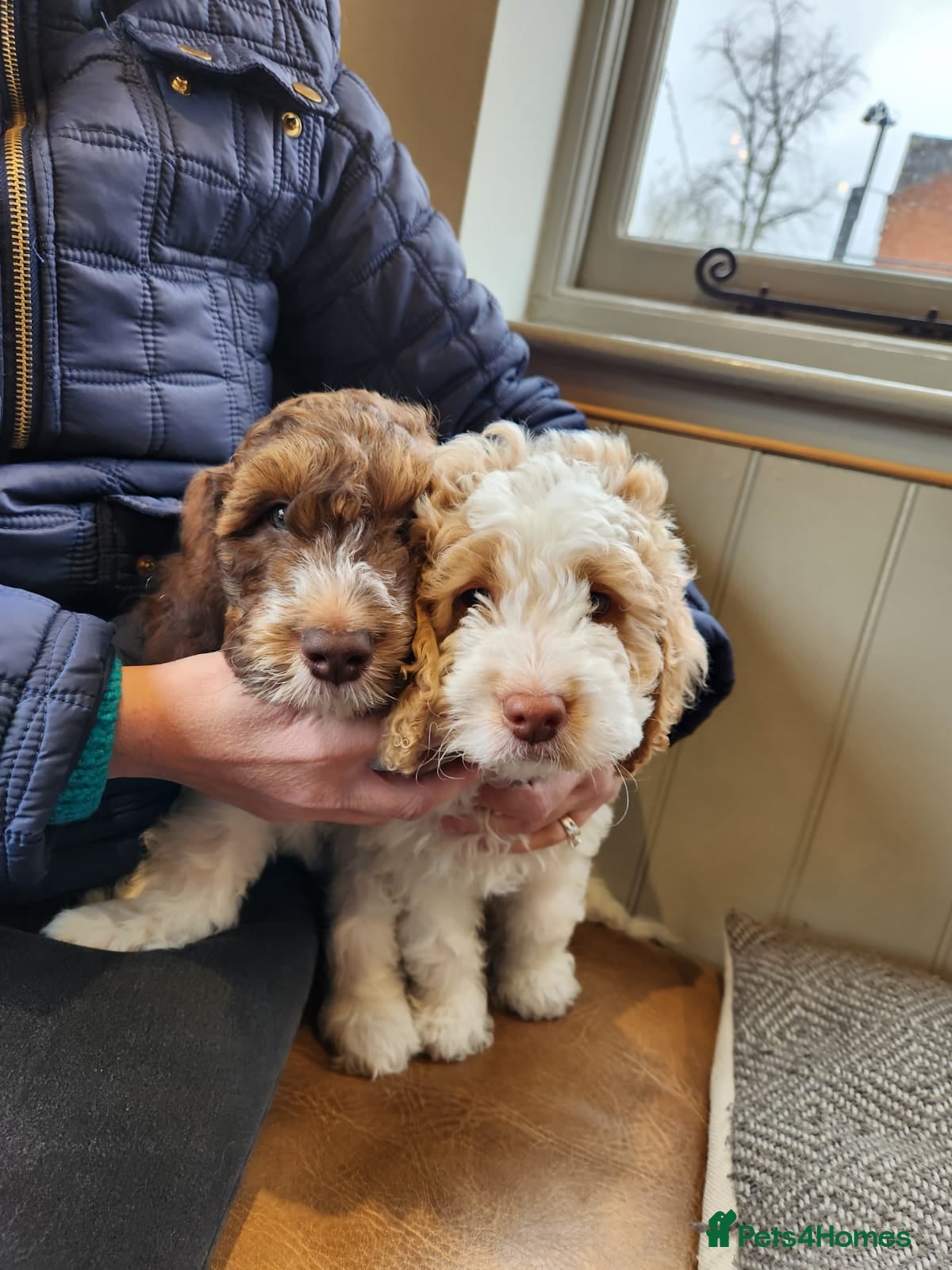 Cockapoo dogs Cockapoo Puppies. READY NOW 2 BOYS REMAINING  - Advert 7