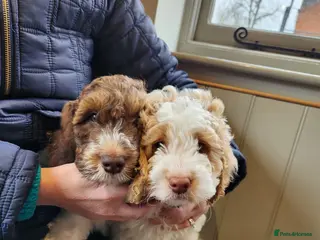 Cockapoo dogs Cockapoo Puppies. READY NOW 2 BOYS REMAINING - Advert 7