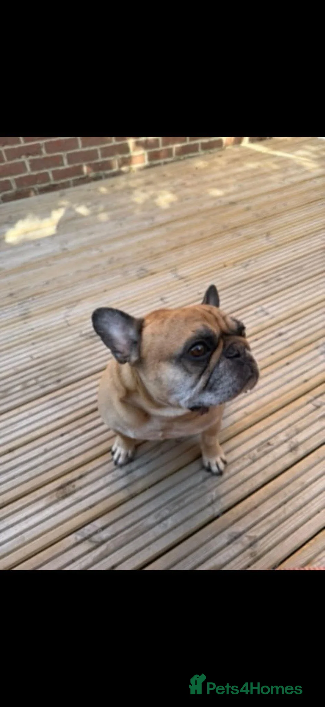 French Bulldog dogs for adoption: MAX - Professional Napper Seeks Sofa 🐾 - Advert 2